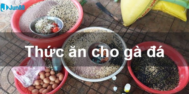 Chế độ dinh dưỡng để nuôi gà đá có lực 