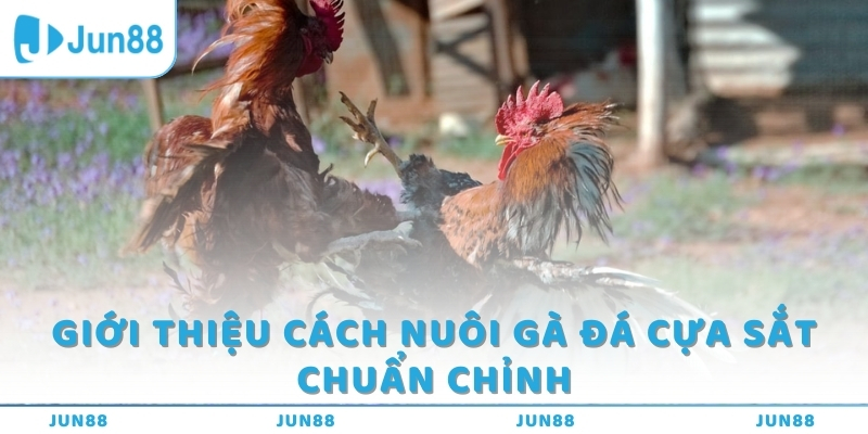 Giới thiệu cách nuôi gà đá cựa sắt chuẩn chỉnh