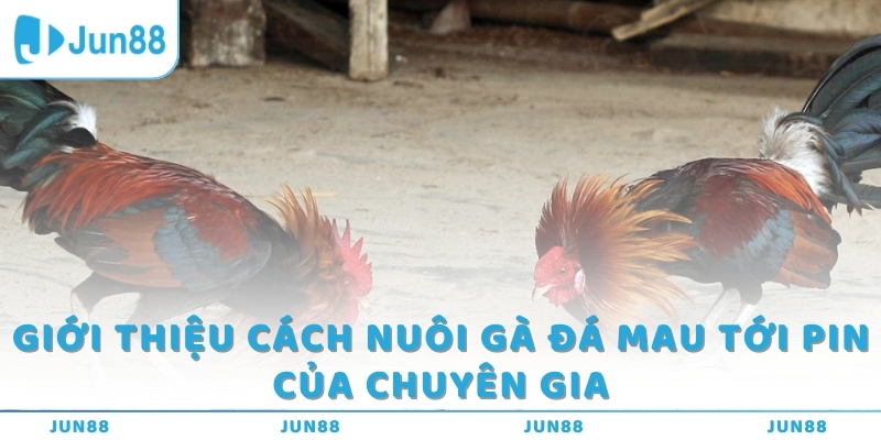 Giới thiệu cách nuôi gà đá mau tới pin của chuyên gia