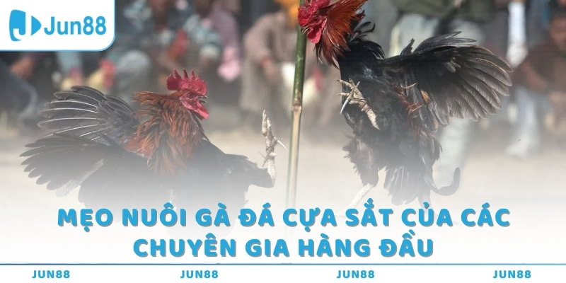 Mẹo nuôi gà đá cựa sắt của các chuyên gia hàng đầu