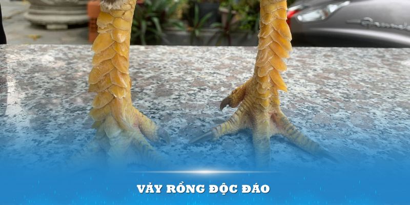 vay-rong-doc-dao