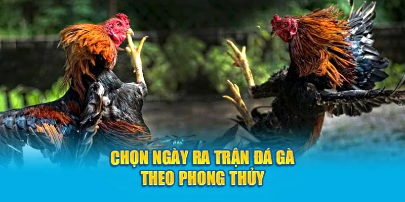 chon-ngay-ra-tran-da-ga-theo-phong-thuy