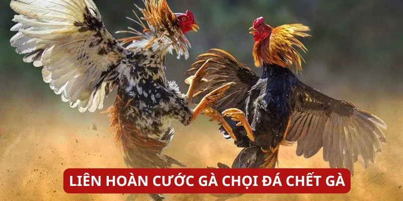 lien-hoan-cuoc-ga-choi-da-chet-ga